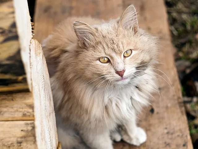 Acho que ví um gatinho!
